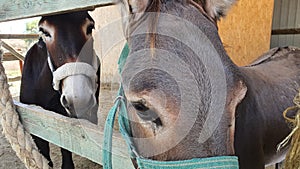 Donkeys at the yard of Perivoli of Saint Lazaros at Dromolaxia village at Larnaca district in Cyprus
