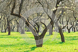 Orchard alley during early springtime