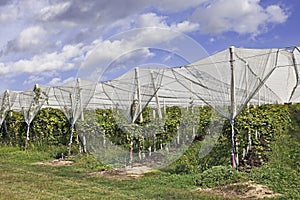 Orchard with anti hail net