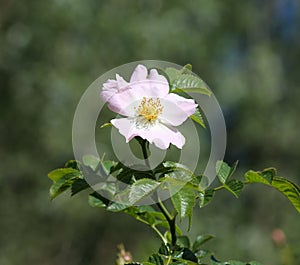 orchard apple or table apple tree & x28;Malus domestica