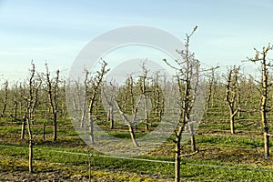 orchard with apple trees to harvest apples