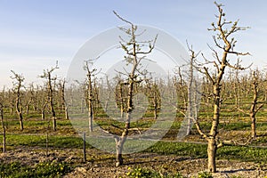 orchard with apple trees to harvest apples