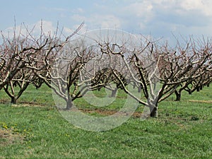 Orchard with bare fruit trees