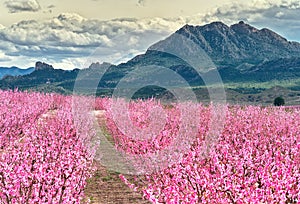 Orchard in bloom