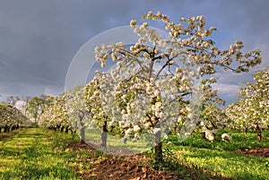 Orchard in bloom