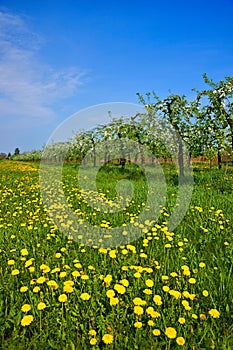 Orchard, blooming apple trees and a meadow with dandelions