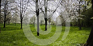 Orchard with blooming cherry trees