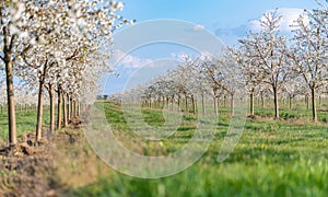 An orchard of blooming sour cherry trees