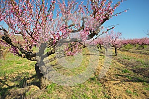 Huerta floreciente primavera jardín 