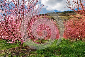 Huerta floreciente primavera jardín 