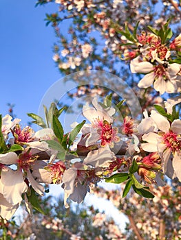 Orchard Blooms in Central Cali
