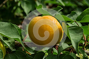 An orchard. Branch of an apricot tree with apricot Latin: Prunus armeniaca, close up