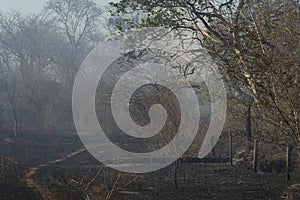 Orchard burned by wildfire at the dry season in Guanacaste province, Costa Rica