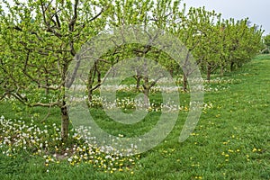 Orchard with cherry trees