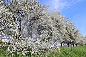 Orchard with cherry trees in full bloom