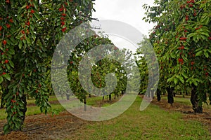 Orchard of cherry trees photo