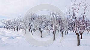 Orchard Covered With Snow In Winter
