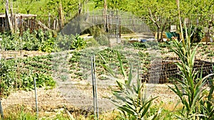 Orchard in the Delta del Llobregat