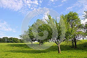 Orchard in early summer time