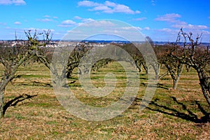 An orchard in East Farleigh