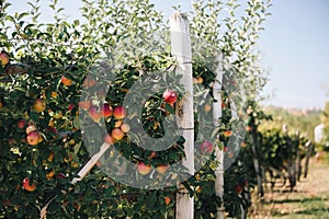 Orchard of espalier apple trees in autumn