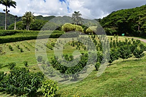 Orchard farm land in Hawaii