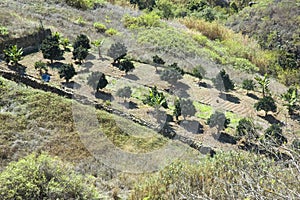 An orchard in Firgas, Gran Canaria