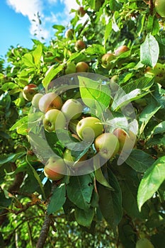Orchard, fruit and apple on trees in farm for agriculture, farming and harvesting in nature. Countryside, garden and