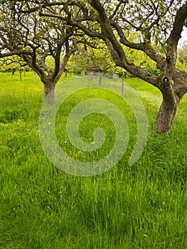 Orchard Garden in England