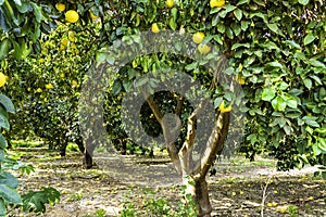 An orchard with grapefruit trees with ripe fruits on the branches.