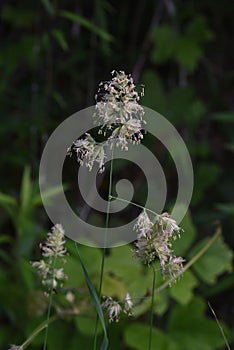 Orchard grass  Cock`s-foot grass  flowers.