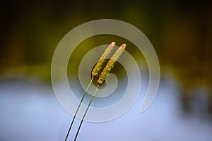 Orchard grass in front of the lake