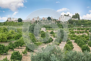 Orchard on the island of Sicily, Italy