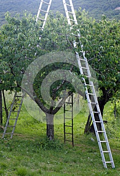 Orchard with ladder propped to fruit trees during harve