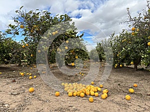 Orchard with laden orange trees and fallen fruit under clouds