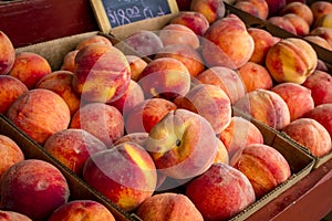 Fresh picked peaches from orchard