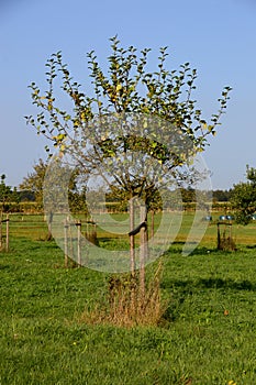 Orchard Meadow in Autumn in the Sunder in the Town Walsrode, Lower Saxony