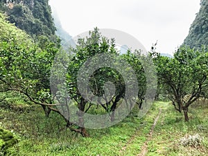 orchard near karst mountains in Yangshuo