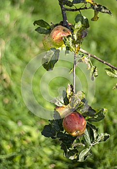 An orchard in north Wales, near to Caernarfon.