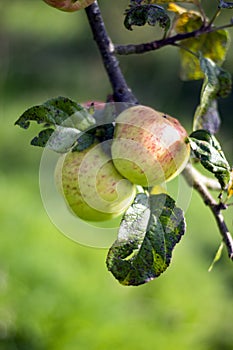 An orchard in north Wales. Ripe cider apples.