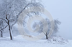 Orchard on november morning covered with snow