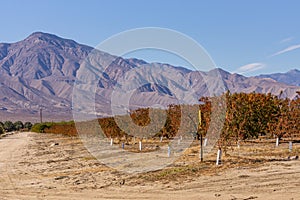 Orchard on NW shore of Salton Sea, CA, USA