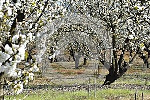 Orchard of old and small cherry trees in bloom.