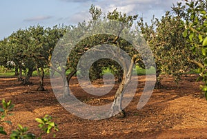 Orchard with olive trees, late spring, Sicily