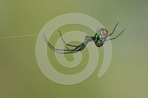 Orchard orb weaver