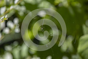 Orchard Orbweaver Spider