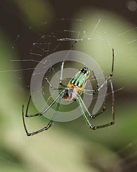 Orchard ord Weaver spider web