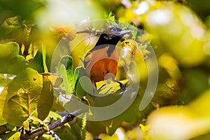 Orchard Oriole - 2