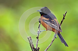 Orchard Oriole