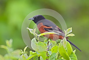 Orchard Oriole